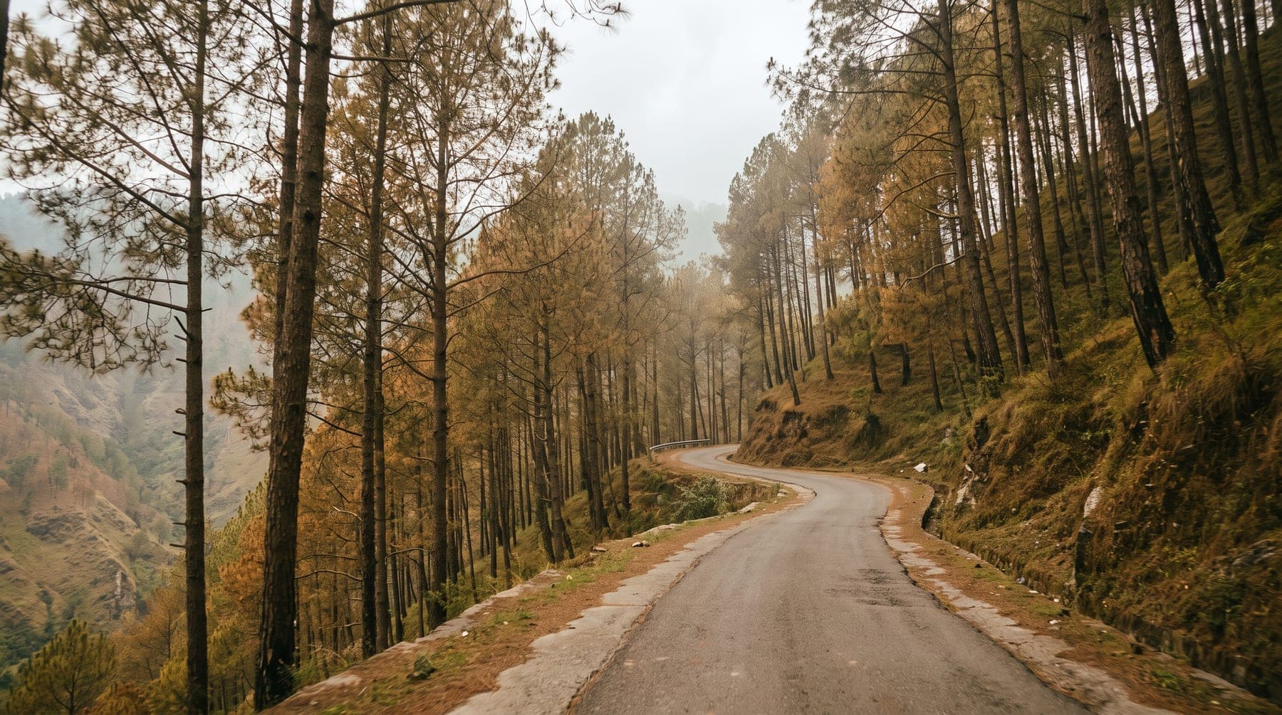 The single ghat road climbing through chir pine, the valley dropping away on one side
