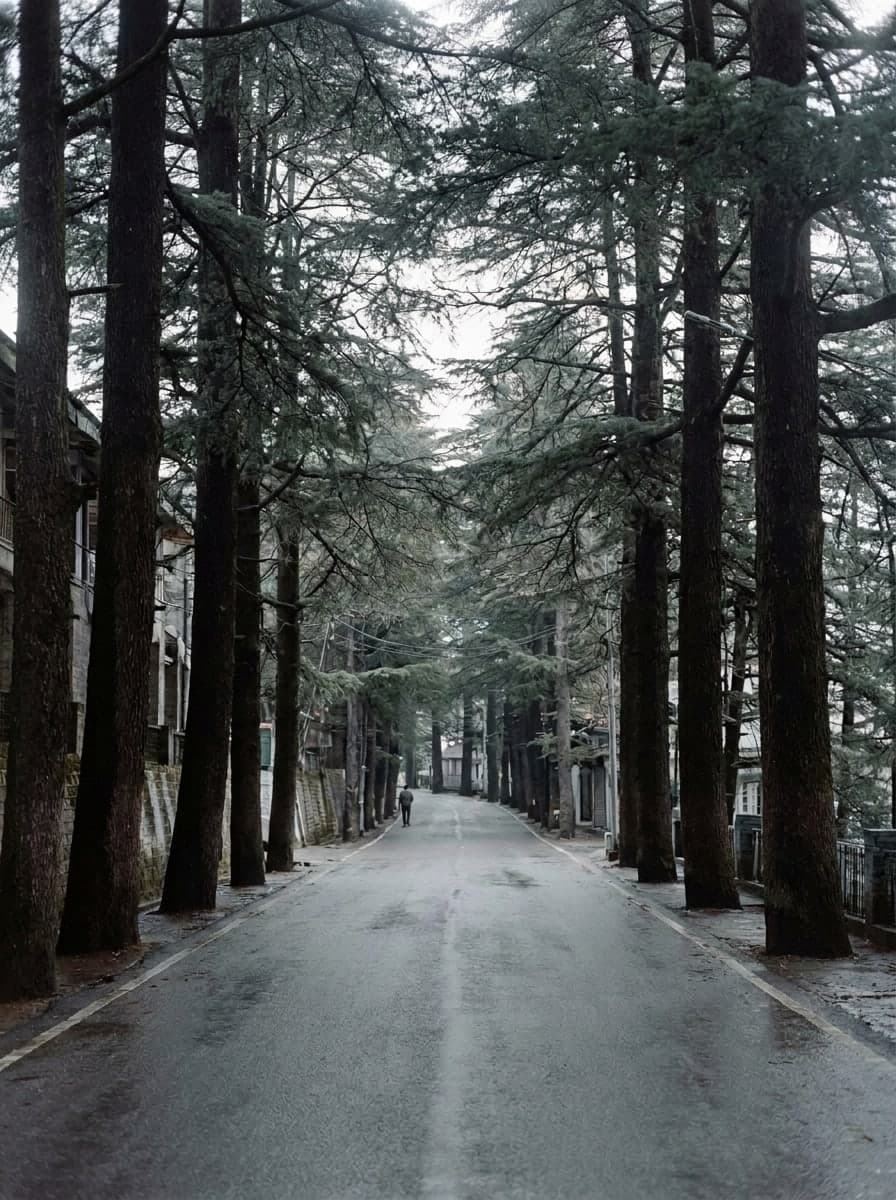 A wet empty road running between deodars past shuttered buildings, one figure walking away