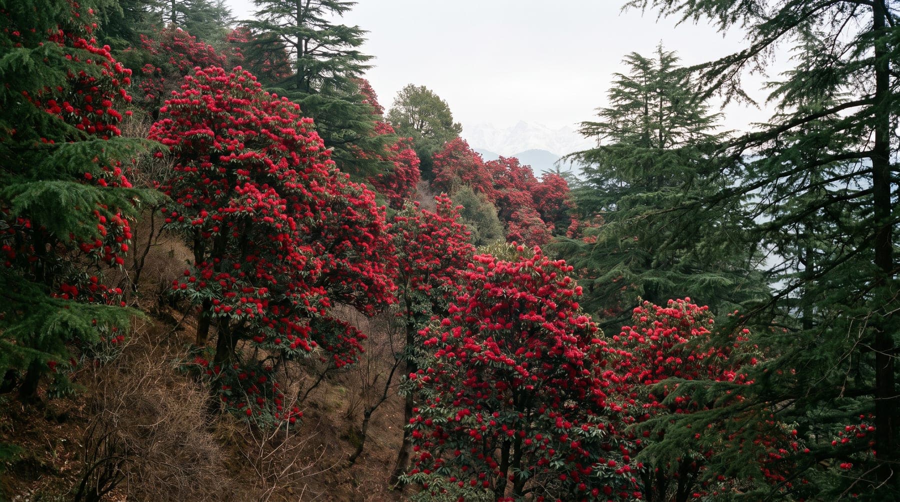 Rhododendron in full flower on a north-facing slope, deodar behind and the high Himalaya faint on the horizon