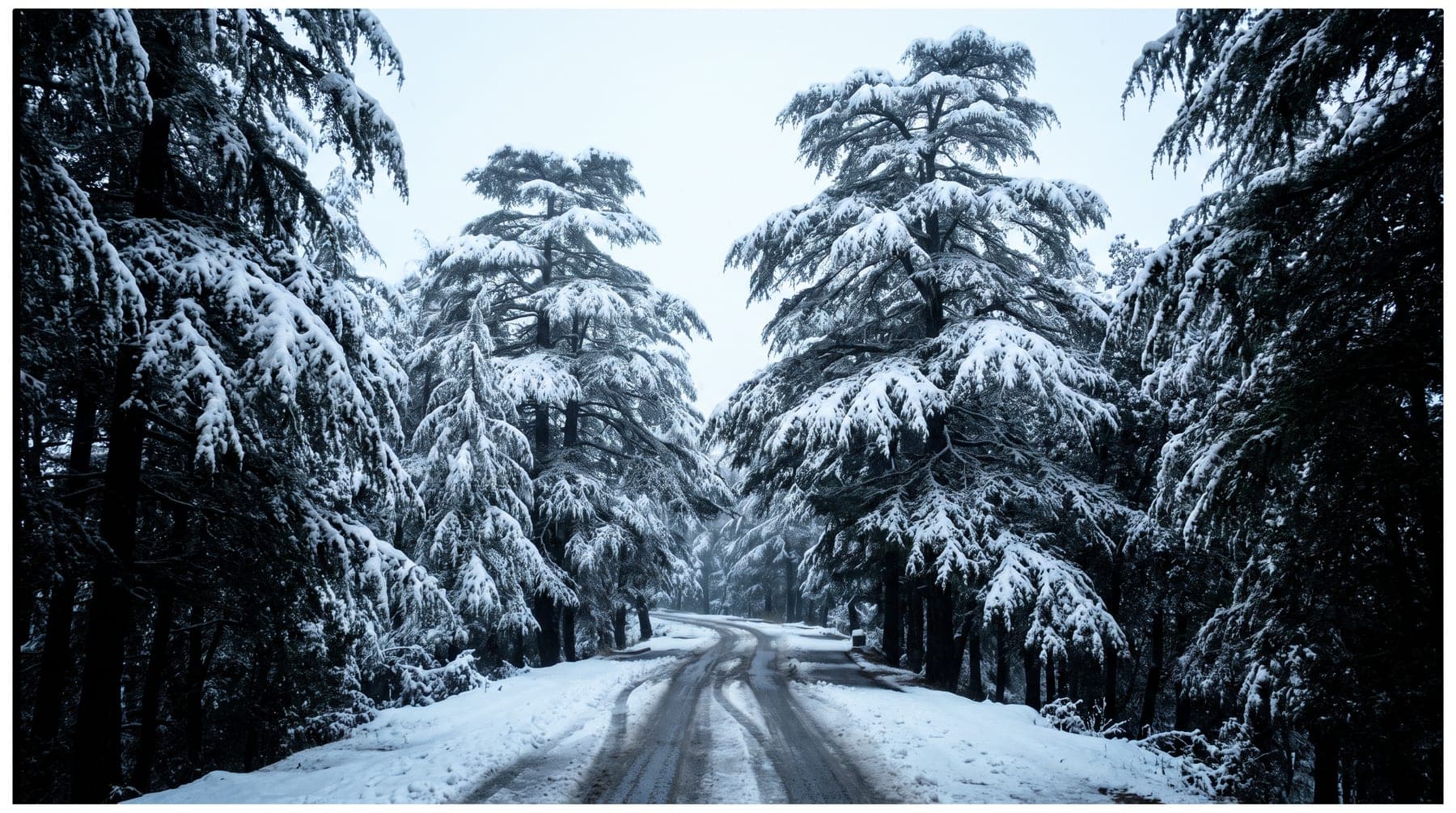 Snow-laden deodar either side of a hill road, tyre tracks showing it is still open